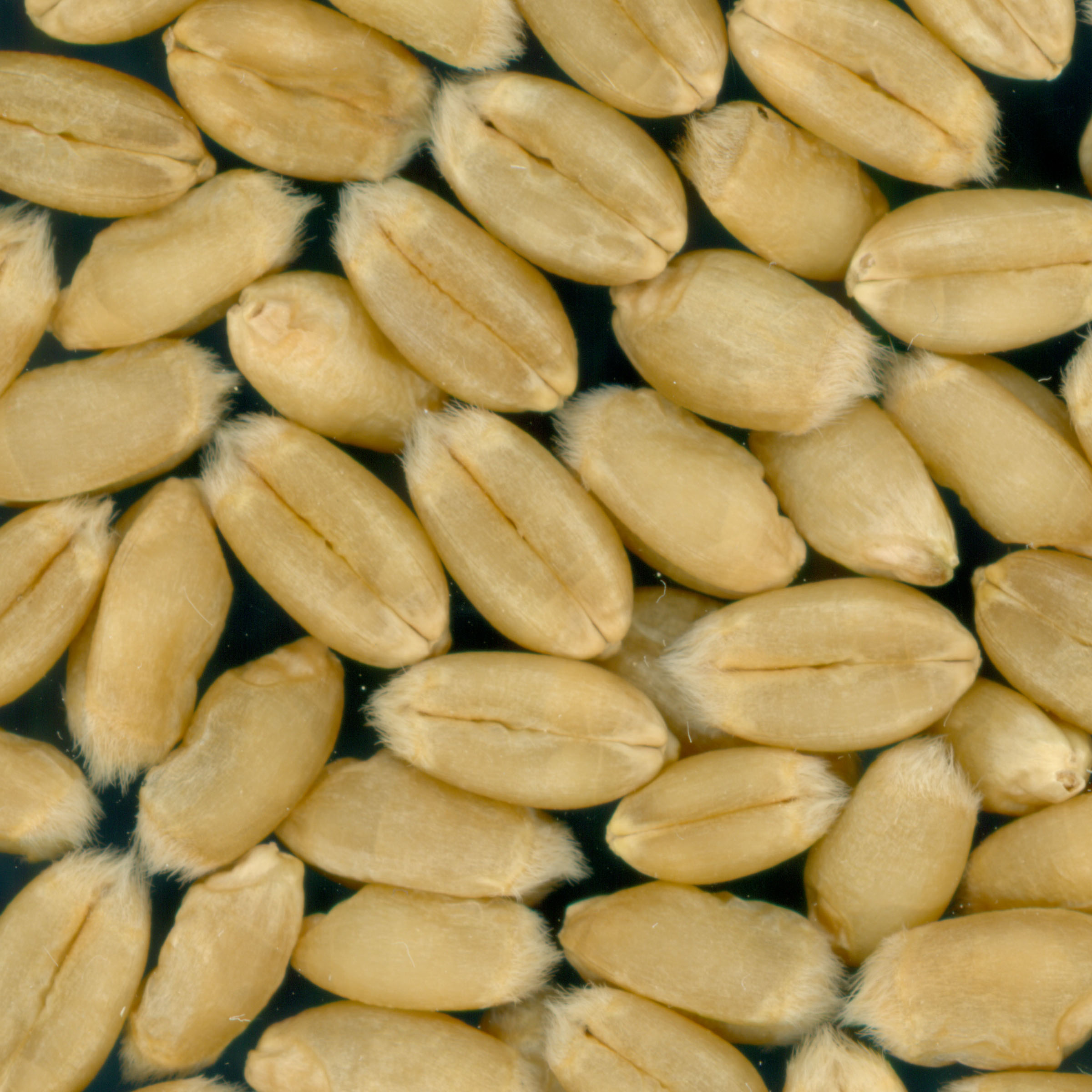 KERNELS